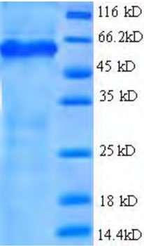Рекомбинантный човешкия лектиновый домейн на семейството на 18 лектинов С-тип A (CLEC18A) (Рекомбинантный протеин)